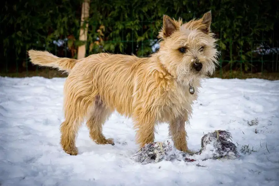 cairn terrier pies stoi na śniegu