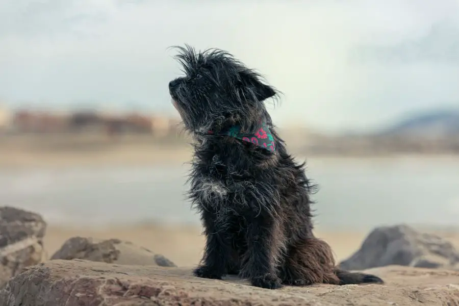 cairn terrier czarny pies siedzi na kamieniu