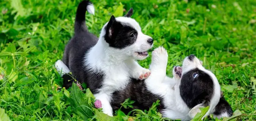 cardigan welsh corgi szczeniaki bawią się