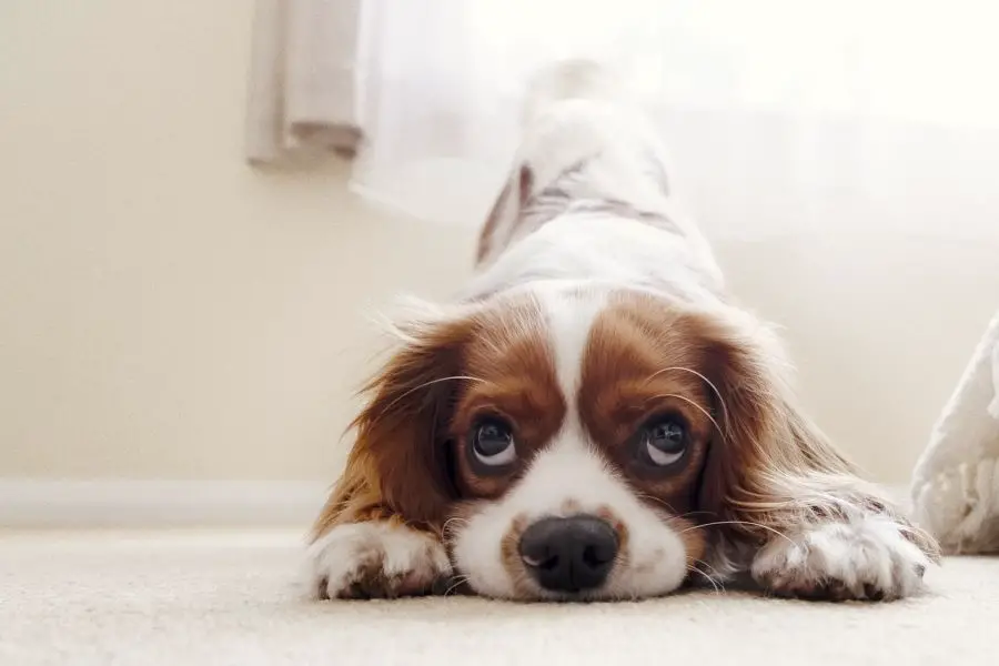 cavalier king charles spaniel chce się bawić
