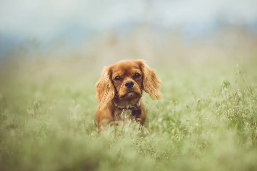 cavalier king charles spaniel pies siedzi na łące