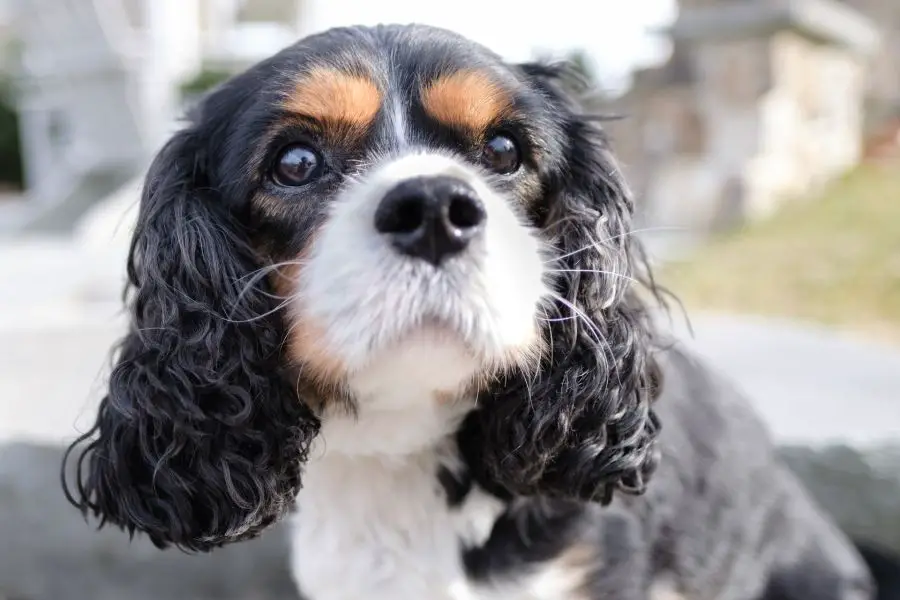 cavalier king charles spaniel zbliżenie psa