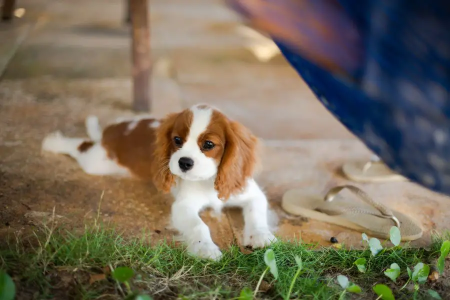 cavalier king charles spaniel szczeniak elży przy basenie