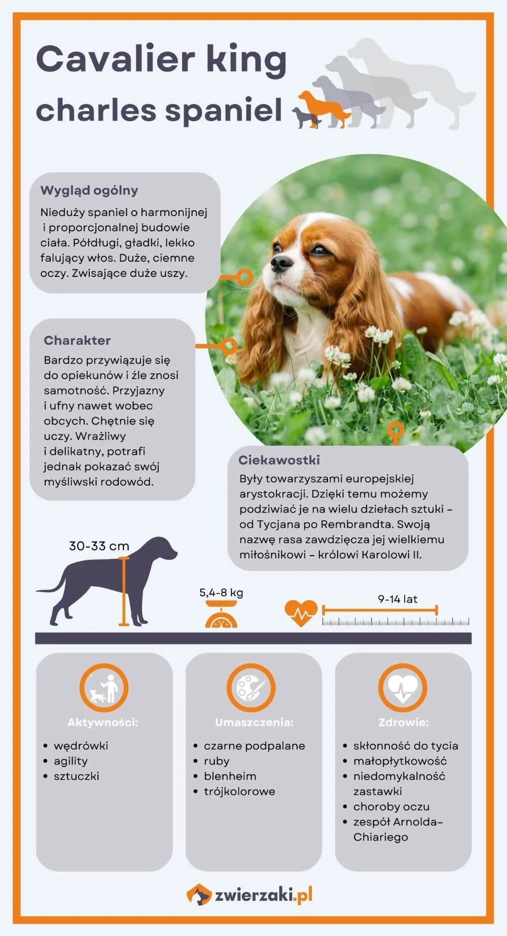 Cavalier king charles spaniel infografika