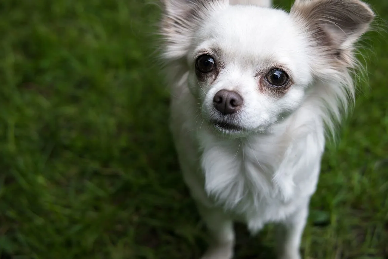 Chihuahua Bia a Umaszczenie Warte Uwagi Czy Ryzykowne Dog Project Chihuahua Bia a Umaszczenie Warte Uwagi Czy Ryzykowne Dog Project