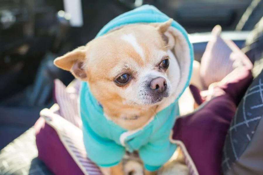 Chihuahua – koszt wystawowego szczeniaka