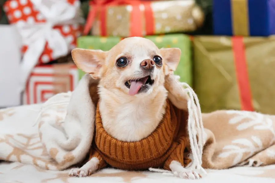 Chihuahua – koszt psa a przodkowie