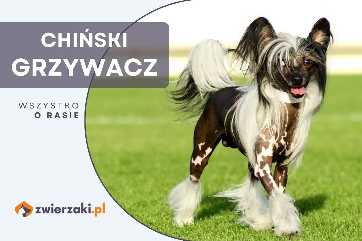 chi-ski-grzywacz-dog-project