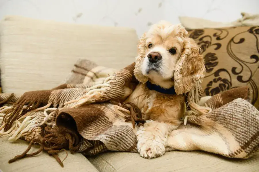 Cocker spaniel amerykański starszy pies leży przykryty kocem