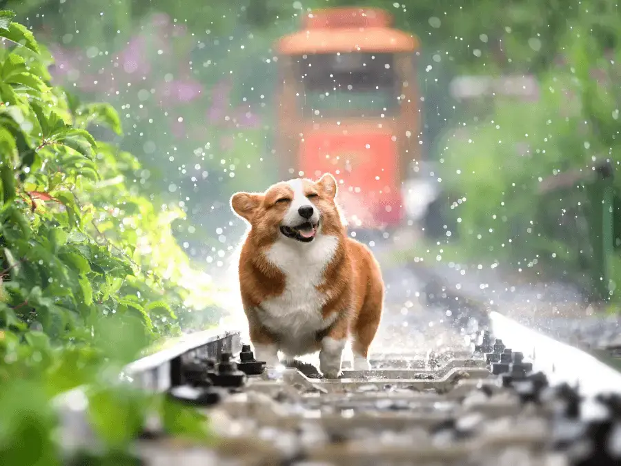 corgi