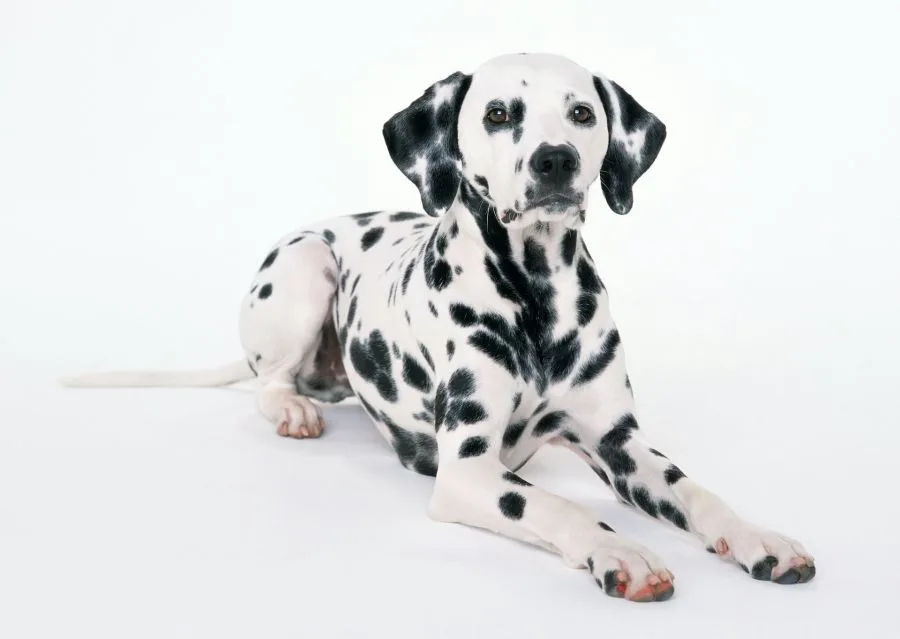dalmatyńczyk pies leży na białym tle