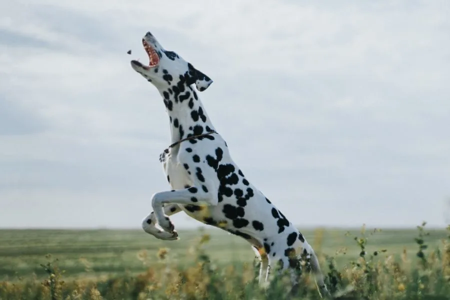 dalmatyńczyk pies skacze po nagrodę