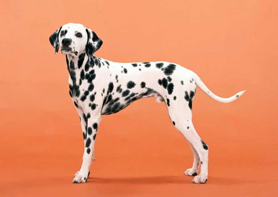 dalmatyńczyk sylwetka psa pozującego na pomarańczowym tle