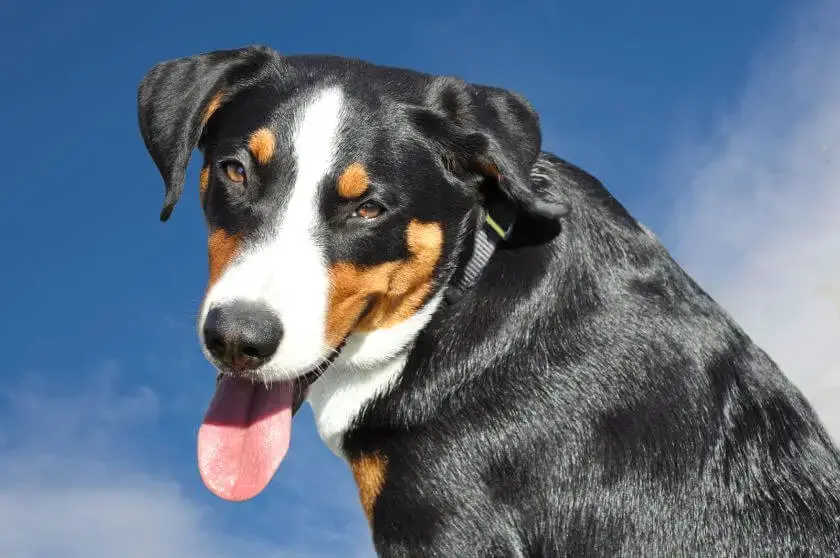 Duży szwajcarski pies pasterski na tle nieba
