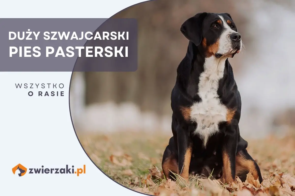 Duży szwajcarski pies pasterski | Dog Project