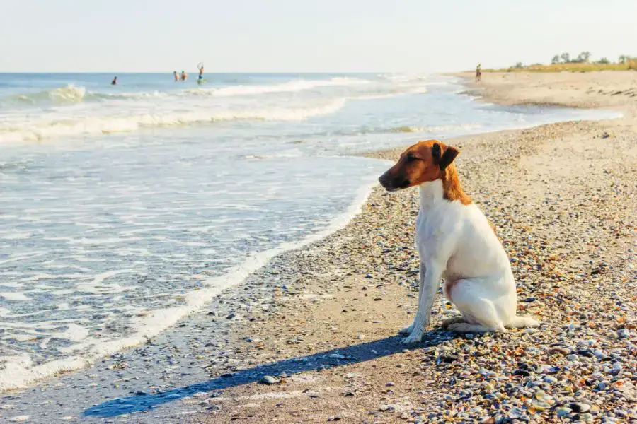 foksterier krótkowłosy siedzi na plaży