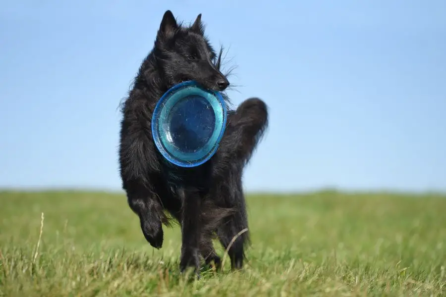 groenendael pies aportuje frisbee