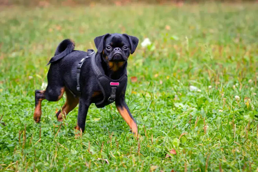 gryfonik brabancki pies biegnie po trawie