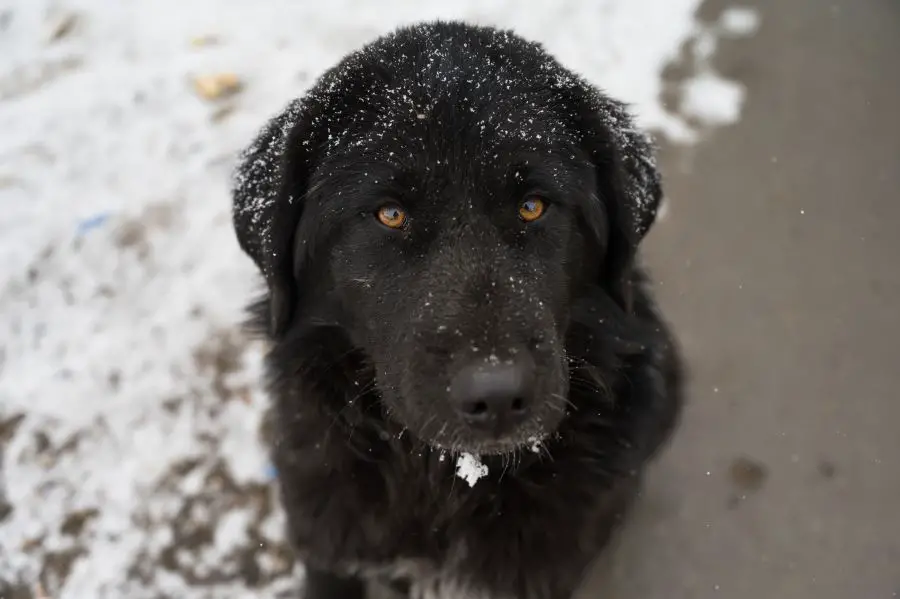 hovawart czarny pies siedzi na śniegu zimą