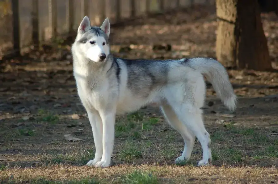 siberian husky w lesie