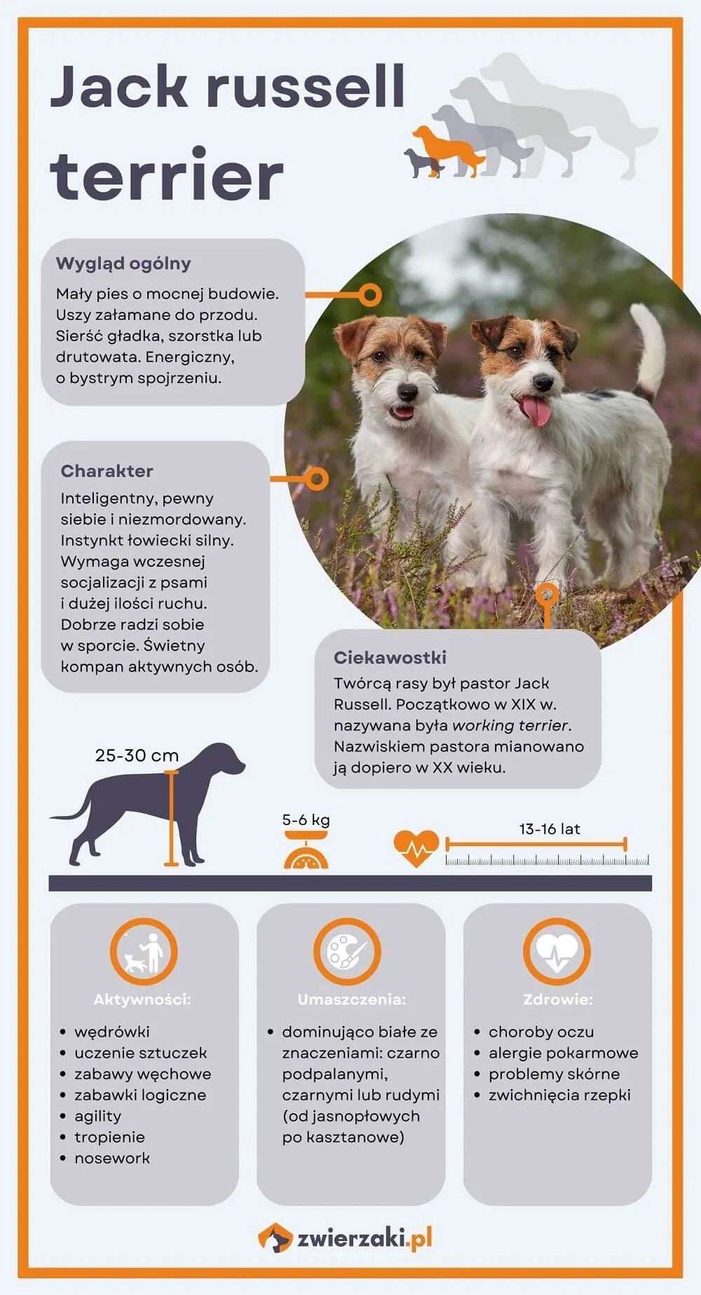 Jack russell terrier infografika