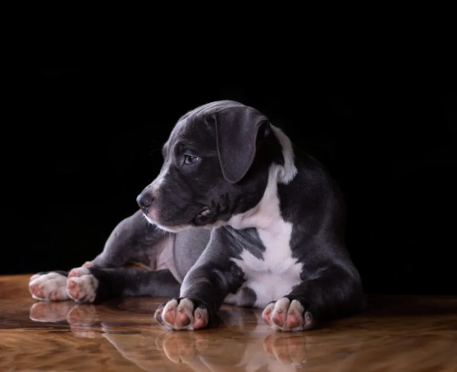 szczeniak amstaff blue