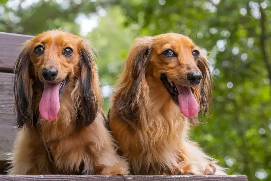 jamnik długowłosy dwa psy siedzą na ławce