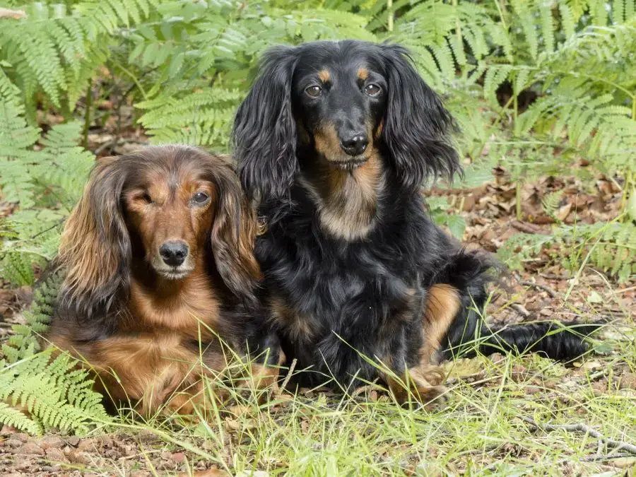 jamnik długowłosy dwa psy siedzą przy paprociach