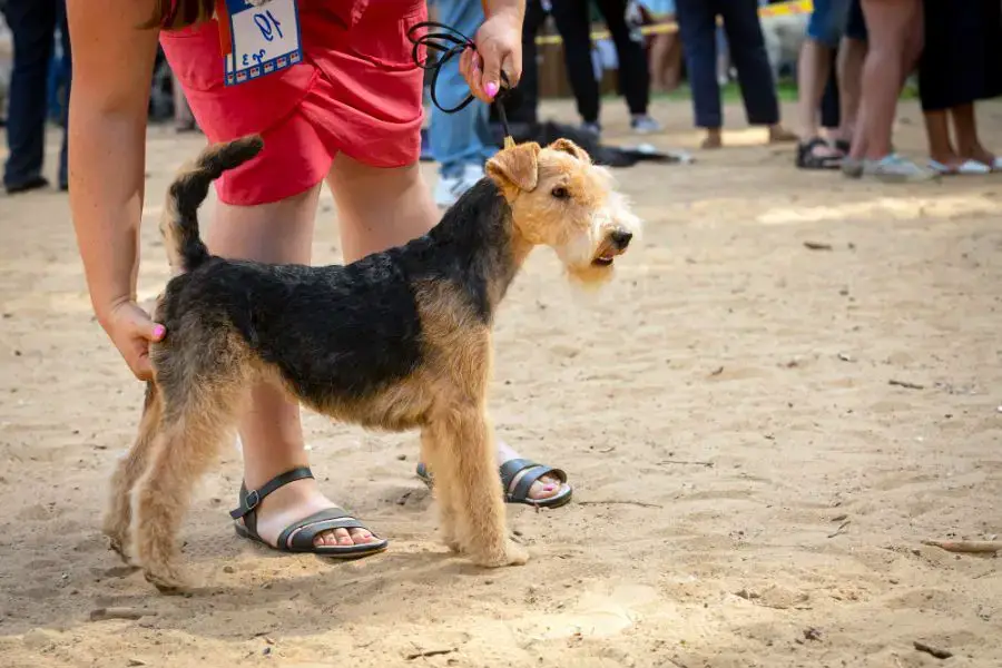 lakeland terrier pozuje na wystawie psów