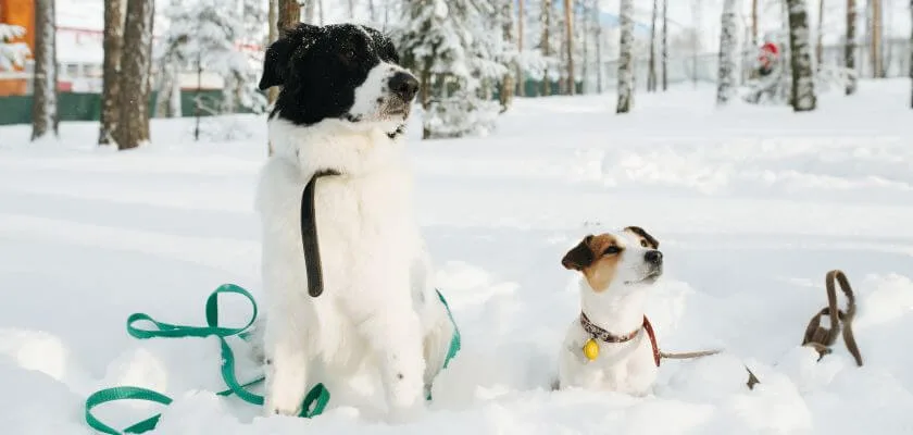 landseer i jack russell terrier siedzą na śniegu