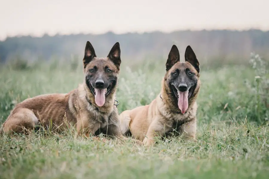 malinois owczarek belgijski dwa psy leżą na trawie i patrzą w obiektyw