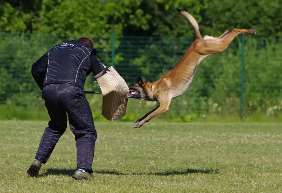 malinois owczarek belgijski pies podczas treningu obrony sportowej