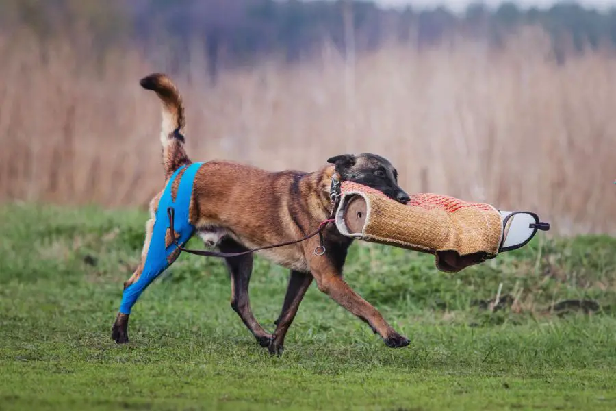 malinois owczarek belgijski pies z tejpami na nodze niesie aport