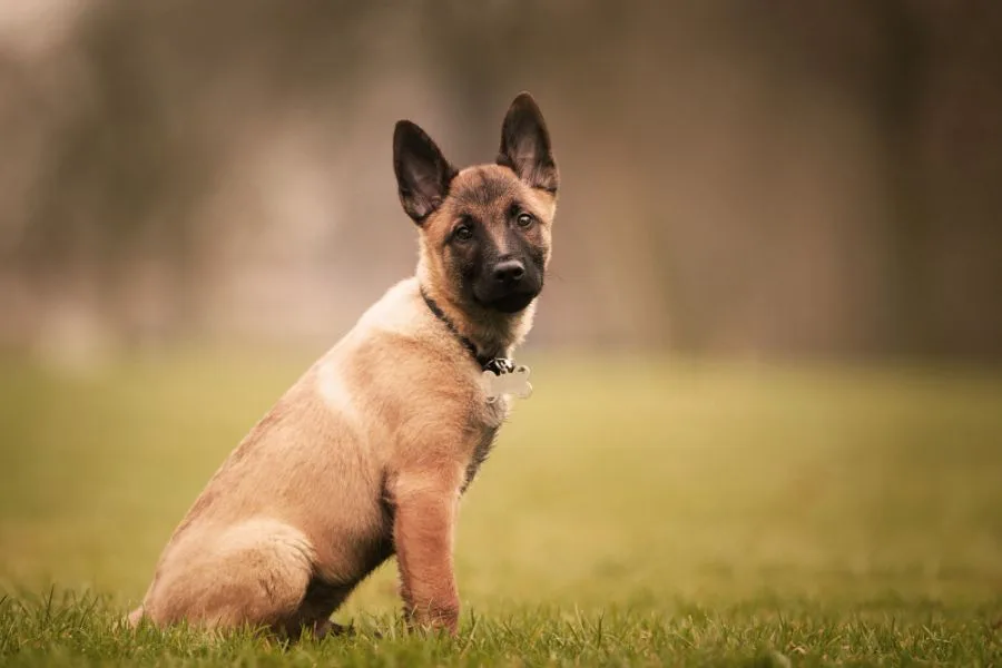 malinois owczarek belgijski szczeniak siedzi na trawie i patrzy w obiektyw