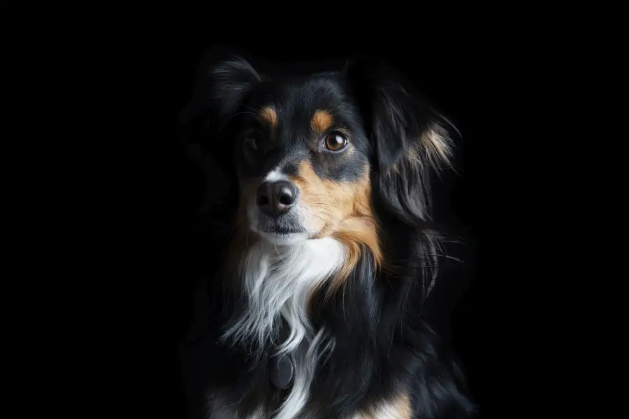 miniaturowy owczarek australijski portret psa na czarnym tle