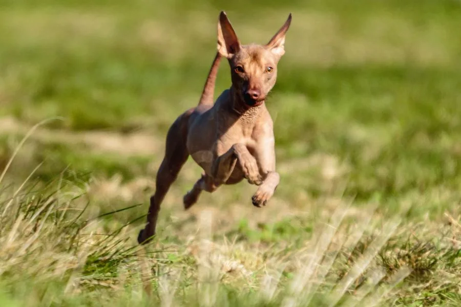 nagi pies peruwiański pies biegnie po trawie