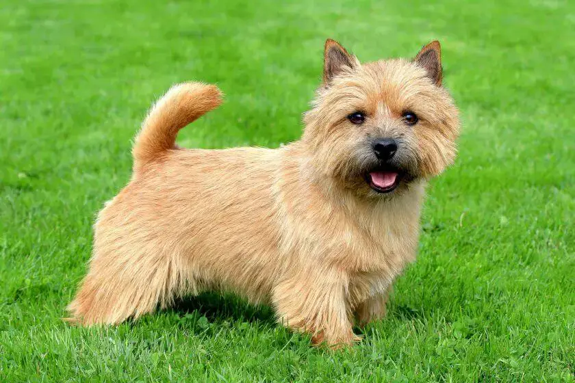 Norwich terrier stoi na trawie