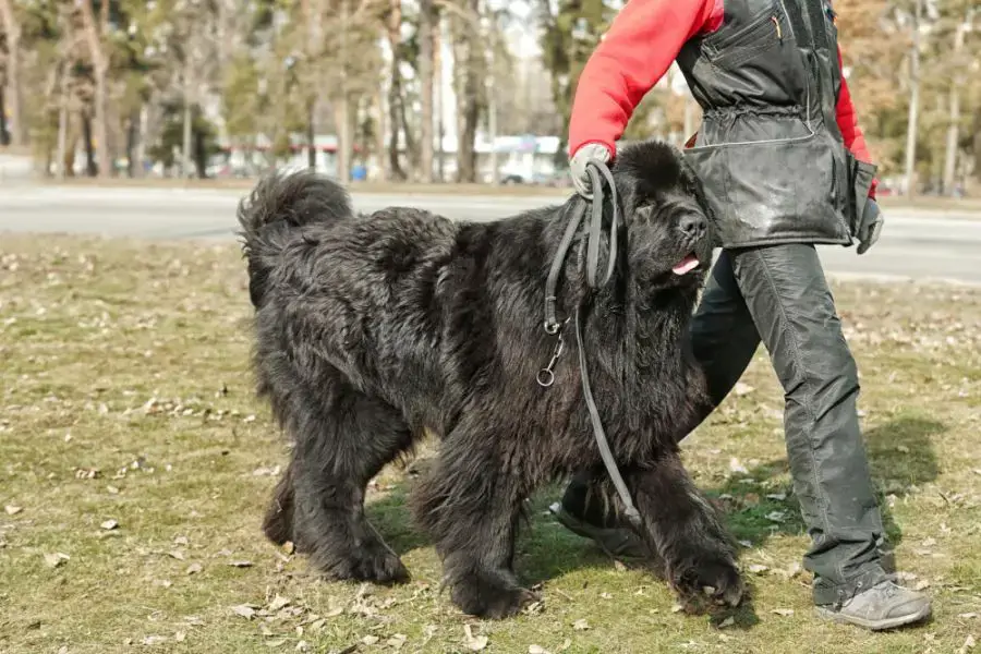 nowofundland czarny pies trenuje chodzenie przy nodze