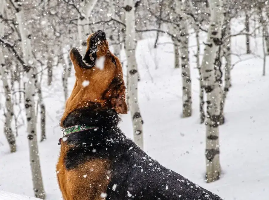 ogar polski pies bawi się łapie śnieg w pysk