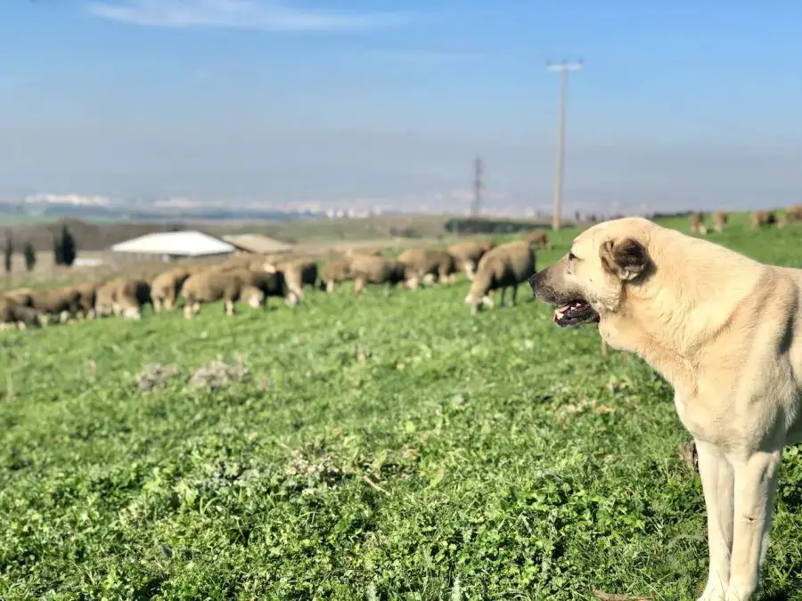 owczarek anatolijski strzeże owiec w tle