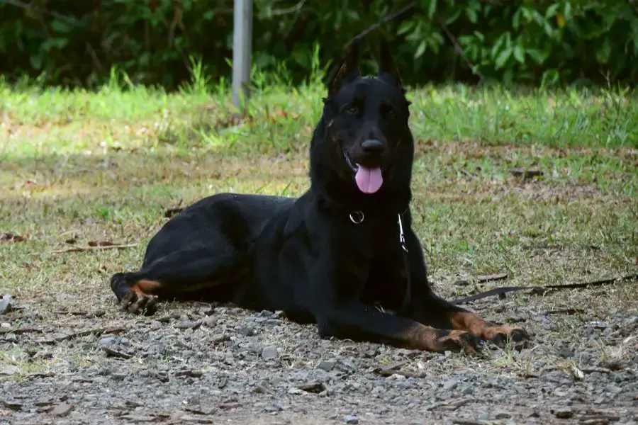owczarek francuski beauceron pies z ciętymi uszami leży na ziemi