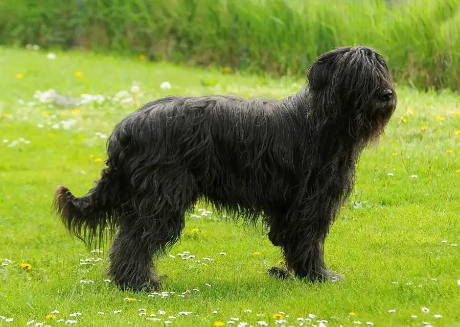 owczarek francuski briard czarny pies stoi na trawniku