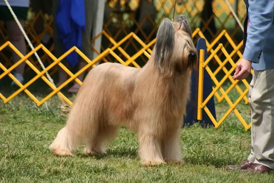 owczarek francuski briard pies ze stojącymi uszami na wystawie psów