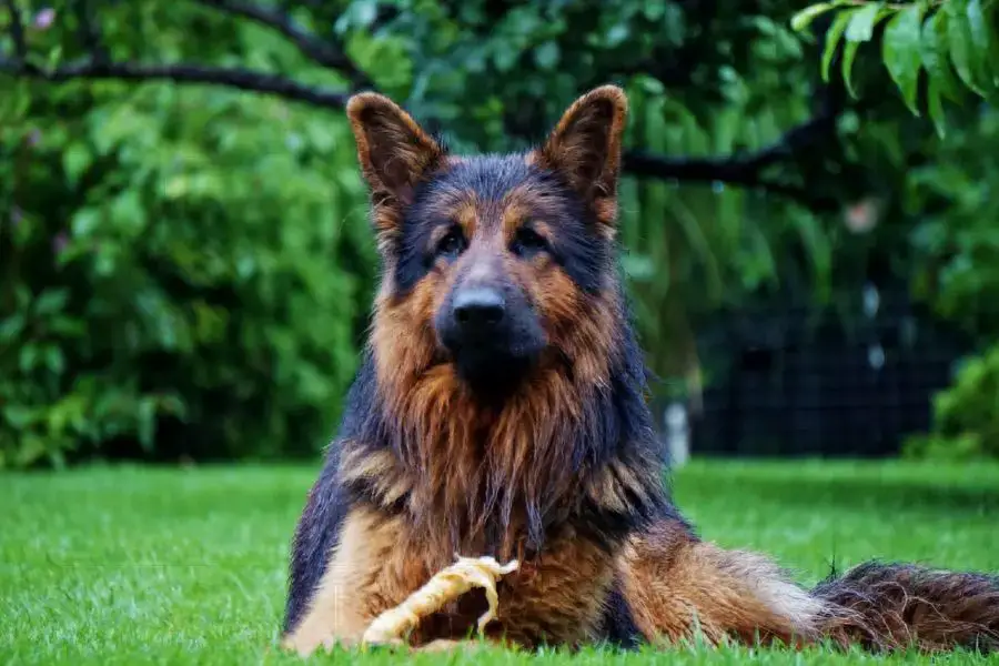 owczarek niemiecki długowłosy pies leży na trawie i żuje patyk