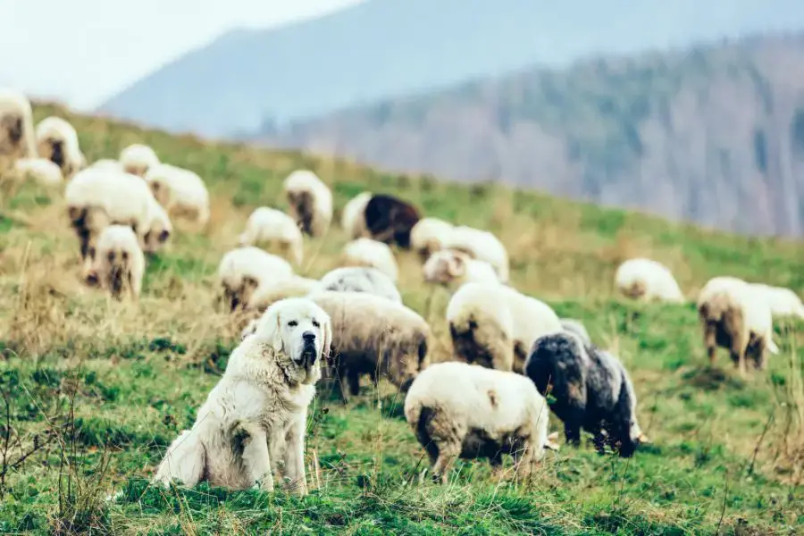 owczarek podhalański pies pilnuje stada owiec 