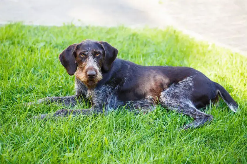 Pies myśliwski wyżeł niemiecki szorstkowłosy leży na trawniku