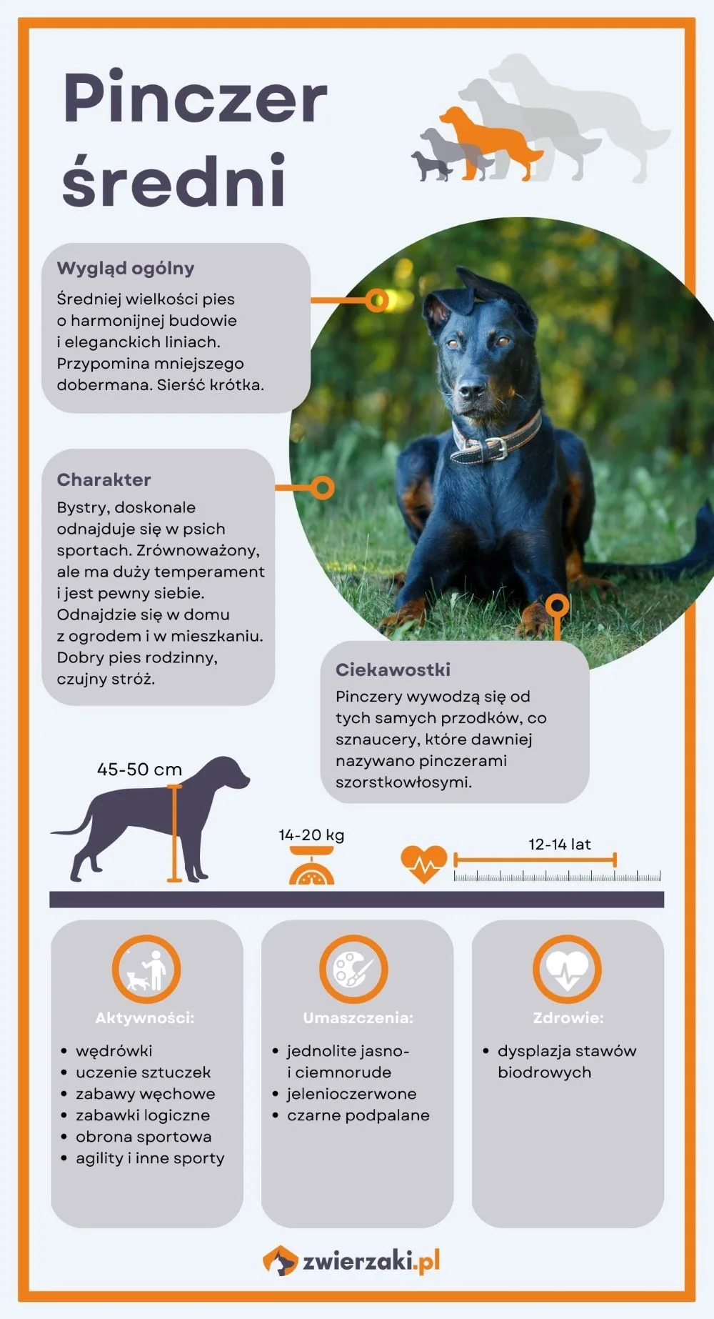 pinczer średni infografika