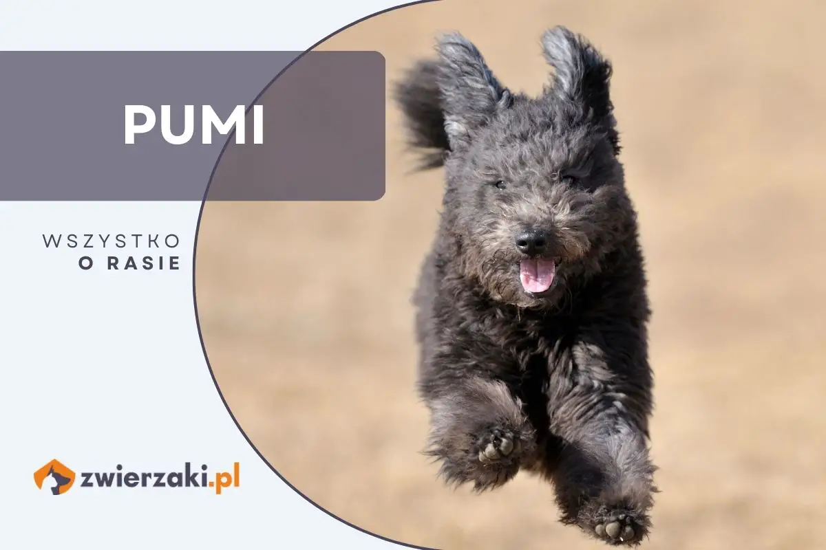 Pumi | Dog Project