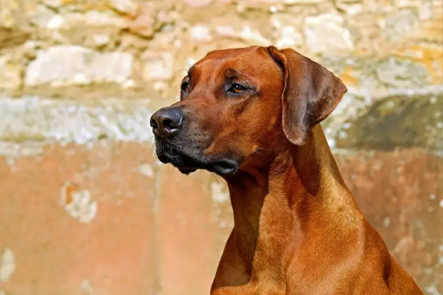 rhodesian ridgeback portret psa na tle ceglanego muru