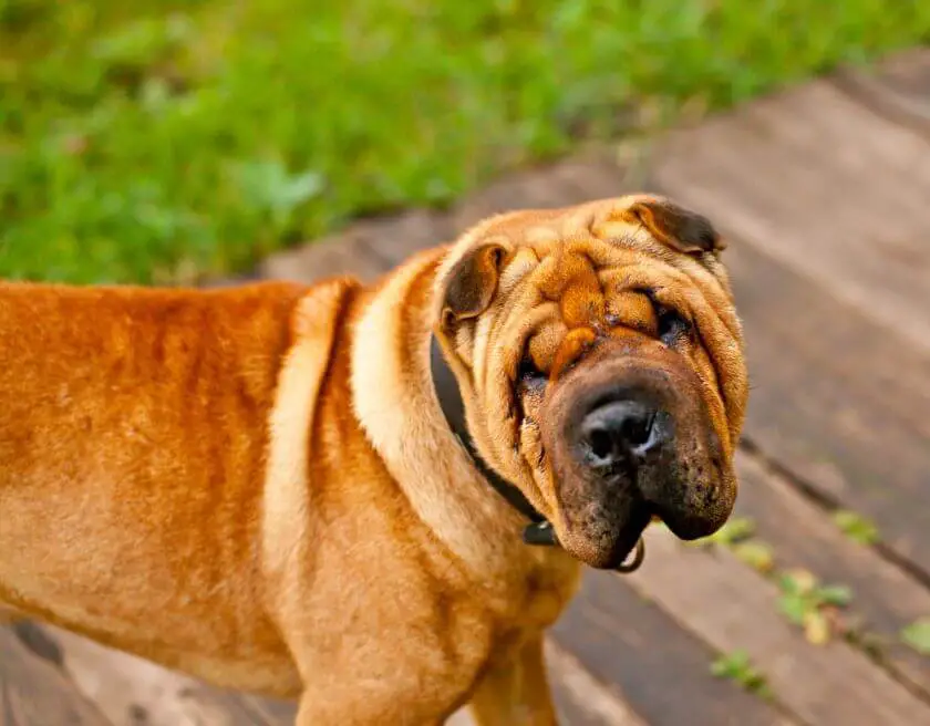 Shar pei patrzy w obiektyw